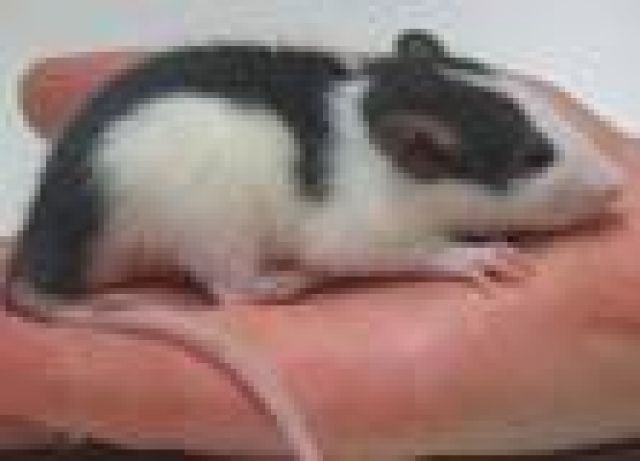Liebevolle Farbratten abzugeben  - Nagetiere Allgemein - Kreuztal