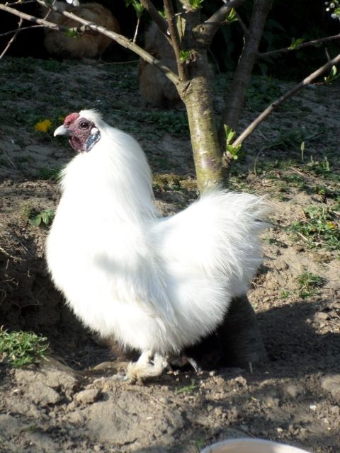 Weißer Seidenhahn, 2 Jahre, gesund. - Nutztiere - Meßkich