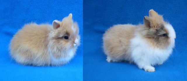 Kleine Löwenköpfchen suchen ein liebevolles Zuhause. - Hasen Kaninchen - Biblis-Wattenheim