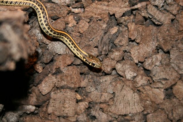 Strumpfbandnattern - Reptilien - Rodgau