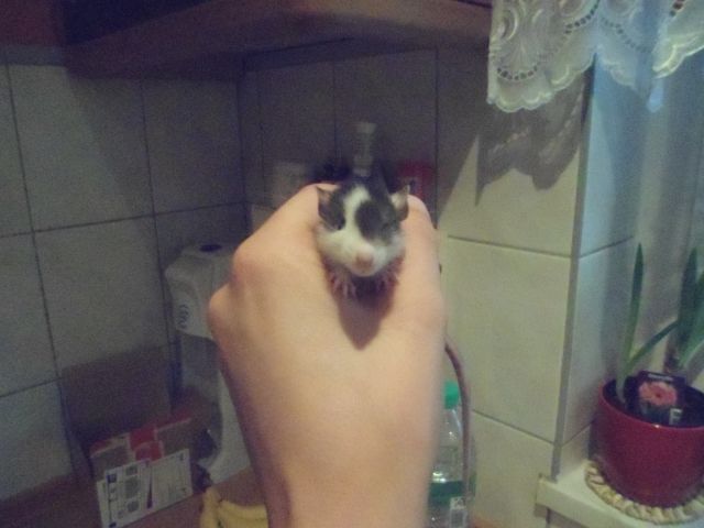      Ratten - Babys      - Ratten - berlin