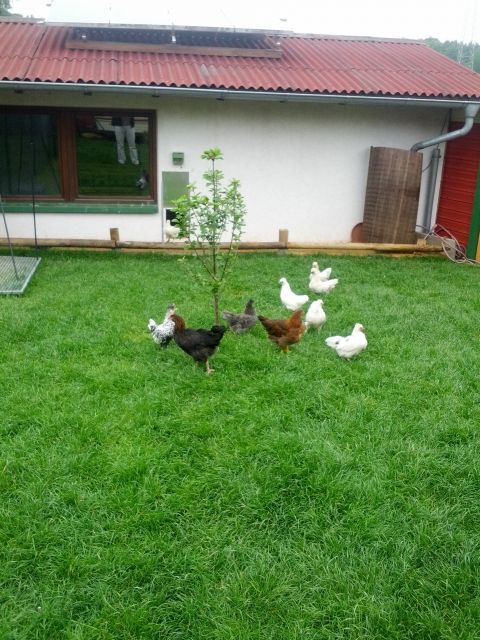 Zwerhühner - Nutztiere - Staig