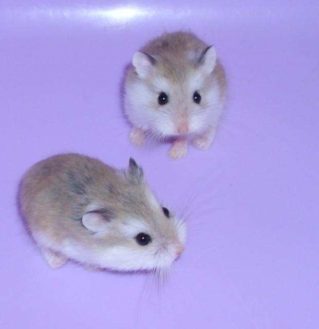 Junge Zwerghamster, kleine Roborowski Hamster - Hamster - Moringen