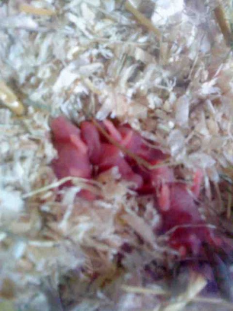 Goldhamster aus Privatzucht - Hamster - Leverkusen