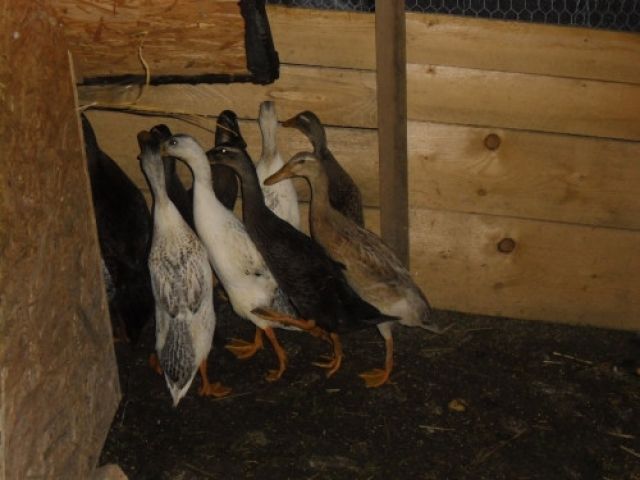 Schneckenenten - Voegel - untergolding