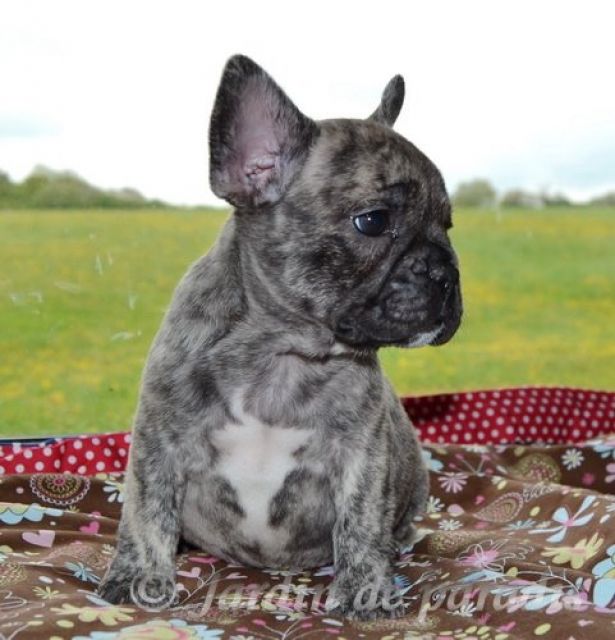 Freiatmende gesunde Französische Bulldoggen Welpen mit Ahnentafel dt Zucht - Hunde - frankfurt