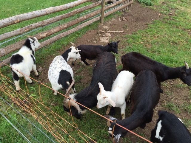 Verkaufe Zwergziegen - Nutztiere - Hüttenthal