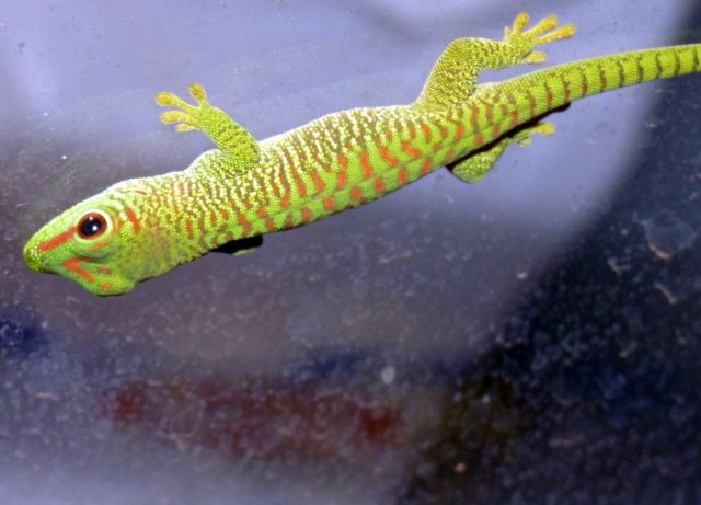 Phelsuma Grandis Nachwuchs intensiv rot