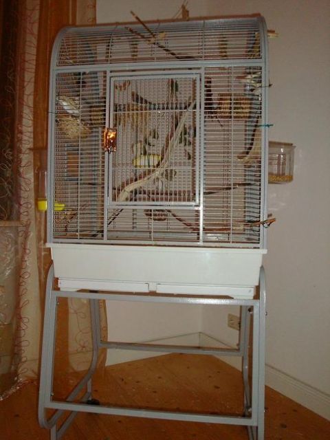 2 Zebrafinkenpärchen günstig abzugeben - Voegel - Planstadt