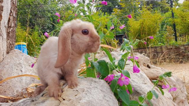 Minilop, Mini Lop, Zwergwidder, Zwergkaninchen, Miniwidder - Hasen Kaninchen - Pößneck