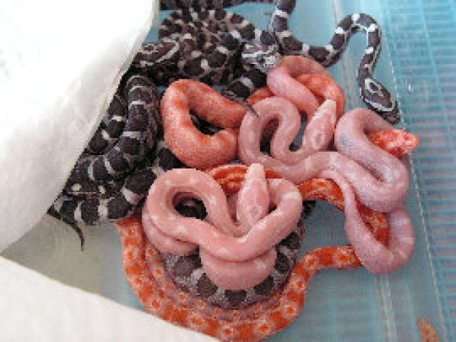 Kornnatterzuchtpaar - Reptilien - Bremerhaven