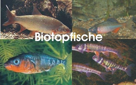 Biotopfische - Koi - Teichfische - Muscheln - Krebse uvm. / Fischfarm Eske - Fische - Schleswig-Holstein - Handewitt