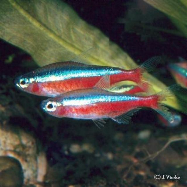5 Neons und 6 Zebrabärblinge zu verkaufen  Zubehör gratis dazu  wegen Umzug in - Fische - Berlin