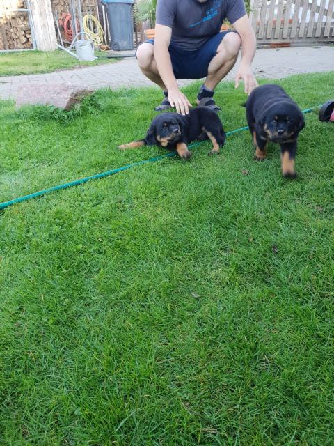 Rottweiler Welpen - Hunde - Wilsleben