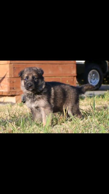 Schäferhundwelpen - Hunde - Frohburg 