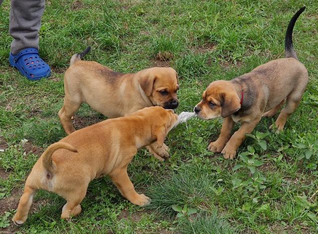 Ridgeback, Boxer und Rottweiler Welpen-Mischlinge suchen ab 15.09.23 ein Zuhause - Mischlinge - Oranienburg