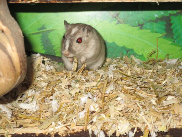 Rennmäuse aus seriöser verantwortungsvoller Zucht zu vergeben - Maeuse - Neu Wulmstorf