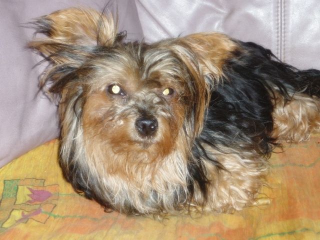 Yorkshire Terrrier Hexe, 6 jahre, Notfall