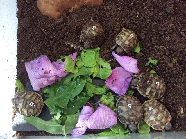 Griechische Landschildkröten  - Reptilien - Winnenden