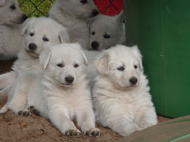 Weisse Schweizer Schäferhund - Welpen - Hunde - Münster