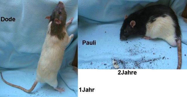 1 und 2 Jahre alte Ratetnmännchen - Ratten - Ottobrunn