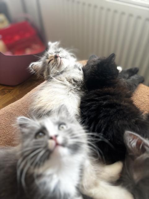 Mischkitten abzugeben  - Katzen - Neunkirchen Saar 