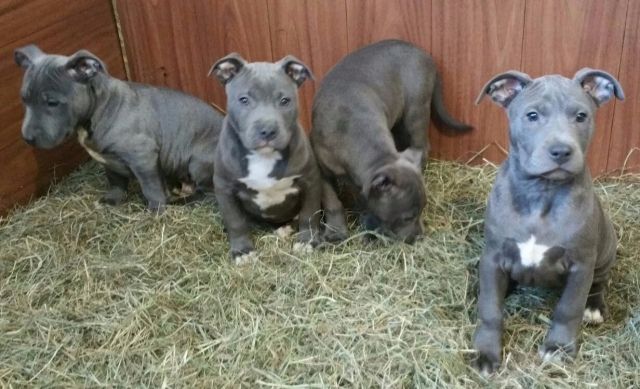Wunderschöne Pitbull Blueline Welpen abzugeben. - Hunde - arreyker