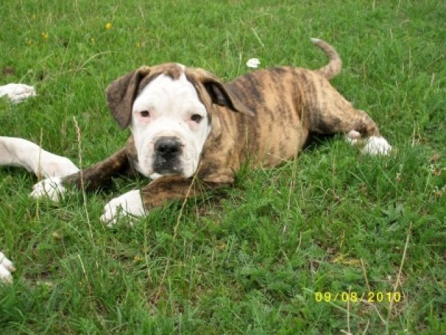 American Bulldog Welpe o.P. - Hunde - Parsau
