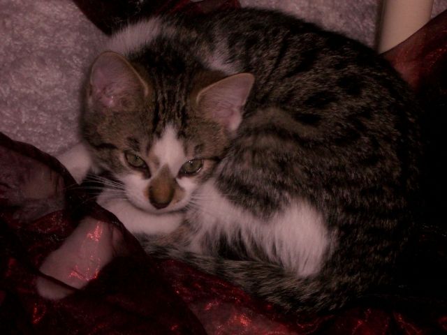 Katze in Erkner entlaufen - Entlaufen Zugelaufen - Erkner