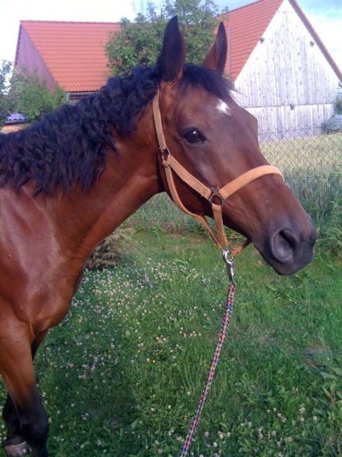 Biete Reitbeteiligung auf englischem Vollblut - Reitbeteiligung - Pilsheim