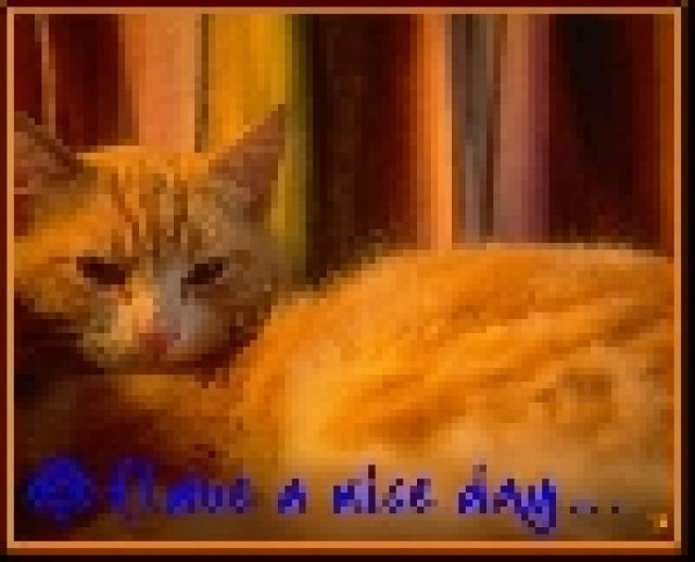 Süsse Verschmuste Rote Katze sucht DICH !!! - Katzen - 