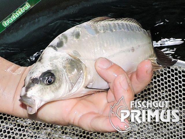 2 Doitsu Ghost - Größe 20-25 cm - Fische - Iserlohn