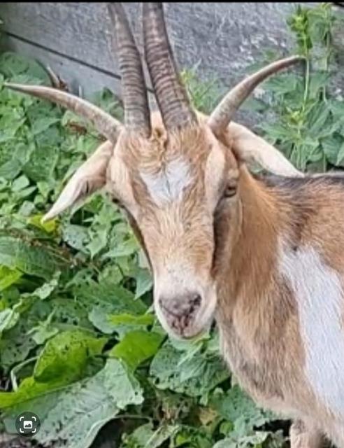 Vierhornziegen  - Nutztiere - Nordhastedt