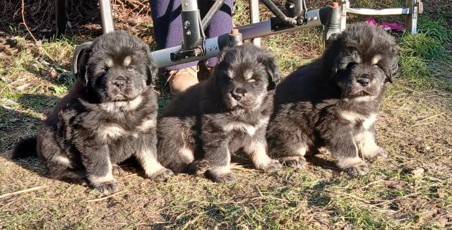 Do Khyi Welpen aus VDH Champions Zucht zu verkaufen - Hunde - Märkisch Luch