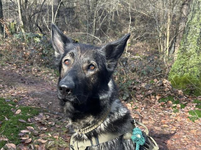Draugr - liebevoll, verträglich - Hunde - Nova Bana