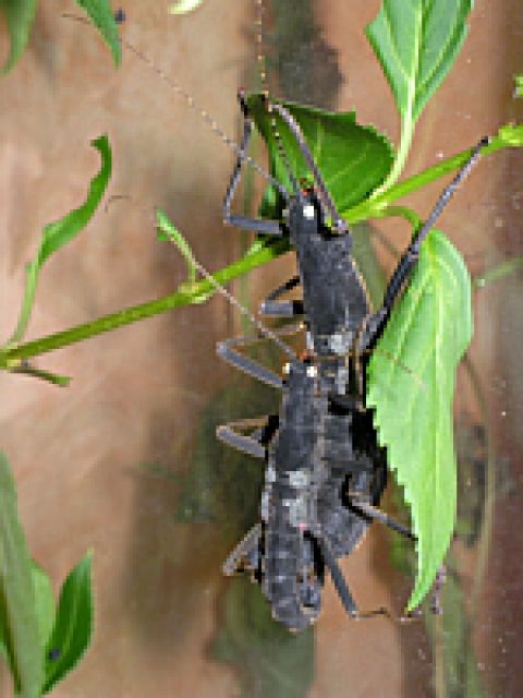 Samtschrecke, Peruphasma schultei - Insekten - Köln