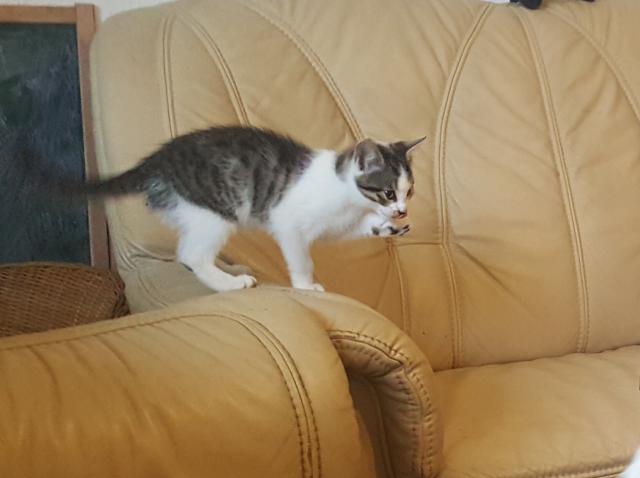 Kätzchen abzugeben - Katzen - Brandenburg an der Havel 