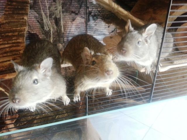 3 Deguweibchen inkl. großem Käfig - Nagetiere Allgemein - Reichenberg