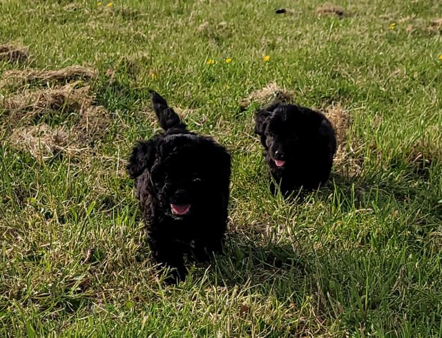 Malteser/ Zwergpudel Mixwelpen  - Hunde - Korschenbroich