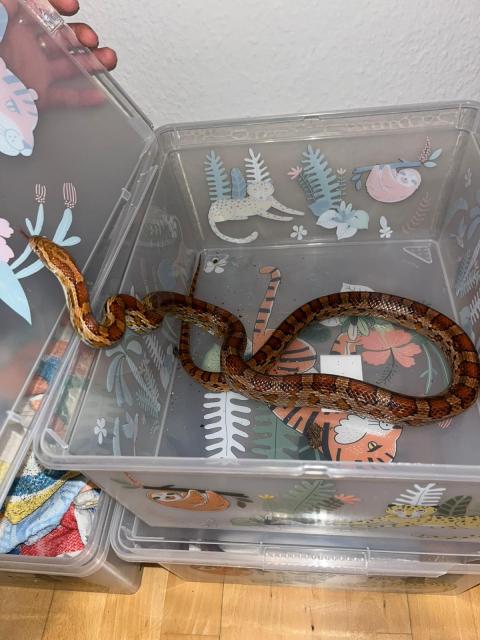 Kornnatter - Reptilien - Leipzig