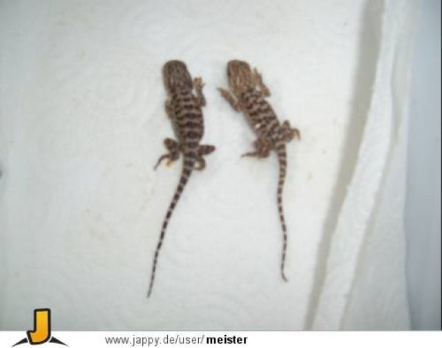 Pogona bartagamen babys abzugeben  - Reptilien - troisdorf
