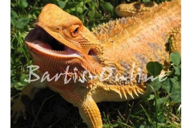 Bartagamen Jungtiere verschiedene Farbzuchen ab Ende Juni - Reptilien - Sindelfingen