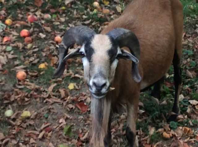 Kameruner Bock, Mutterschaf und 2 Lämmer - Nutztiere - Schkölen
