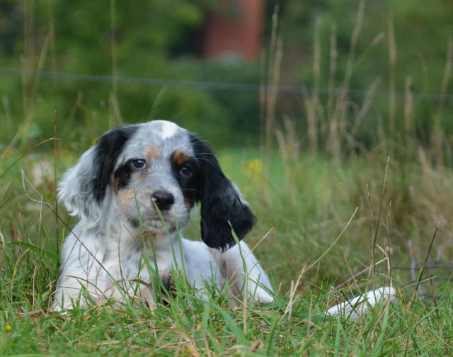 English Setter Welpe Basil - Haustiere - Linsburg 