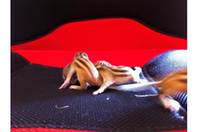 Noch zwei Nestjunge Streiffis - Sonst Nagetiere - Bonn