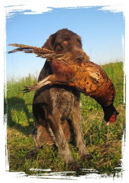 Jagdhundeausbildung-Salostowitz - Hunde - Burglengenfeld