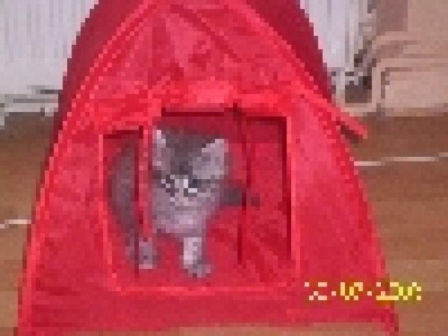 =^..^= 3 chaotische Norwegische Waldkatzen mit Papiere - Katzen - Berlin