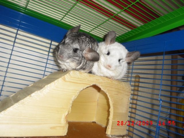 Chinchilla Paar abzugeben - Sonst Nagetiere - Neuhaus