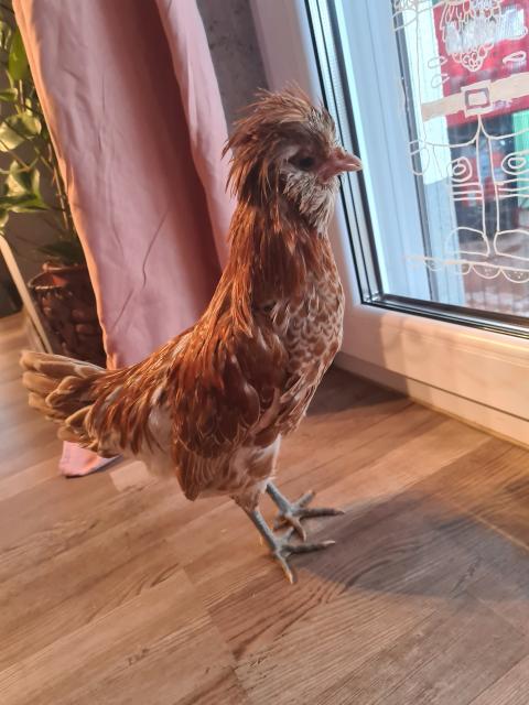 Paduaner Hahn  - Nutztiere - Hofheim 