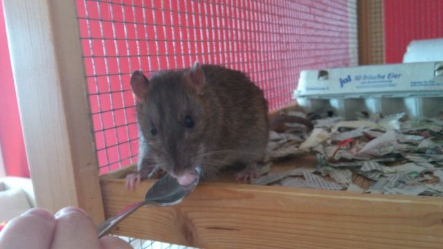 Handzahme Wildratte sucht neue Familie  - Ratten - Berlin